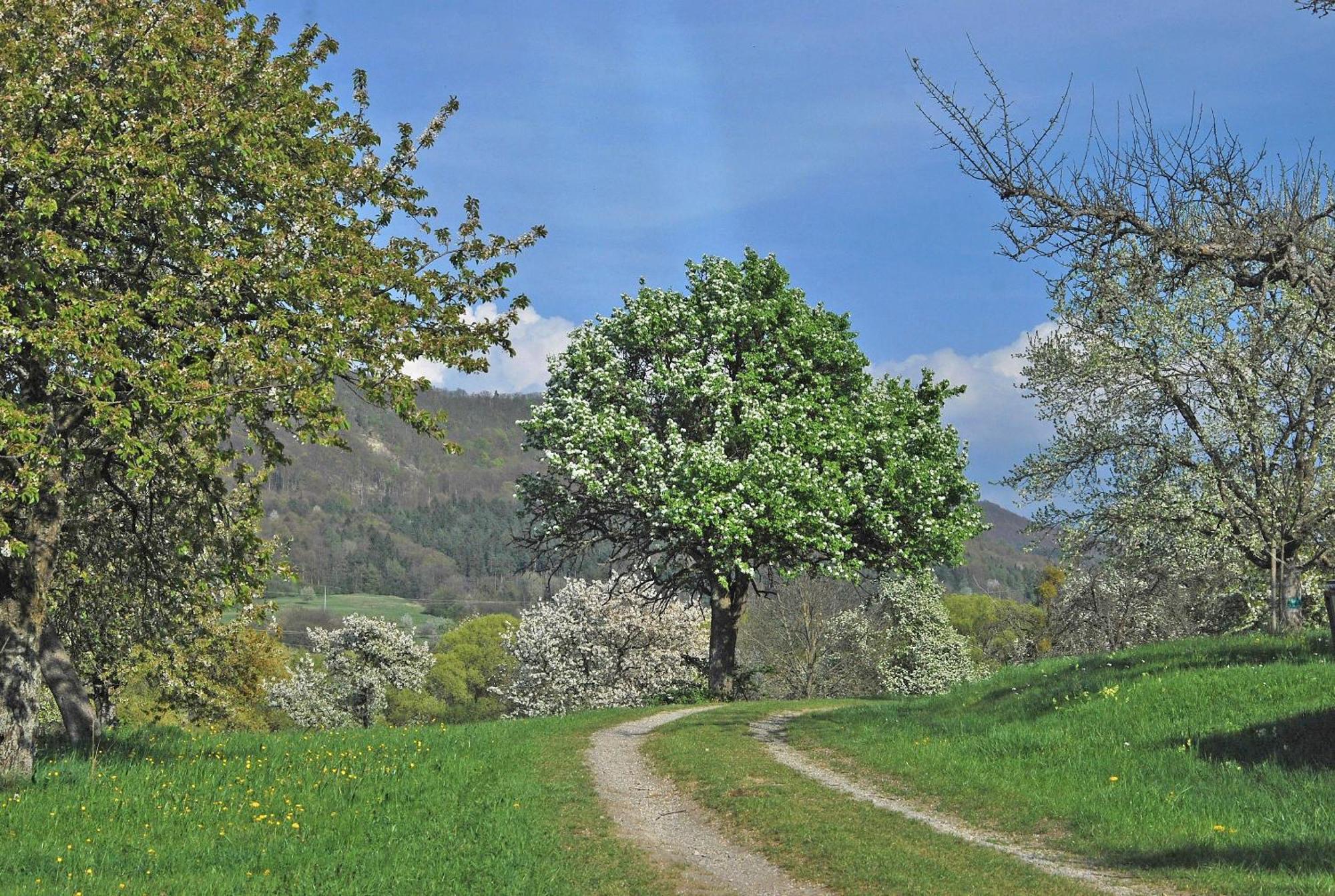 Mössingen Ferienwohnungen Beim Imker מראה חיצוני תמונה